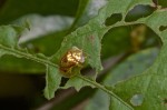 Chrysomelidae - Cassidinae - Aspidomorpha - 5 mm - Palanan - 28.4.2019