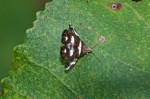 Choreutidae - Choreutinae - Choreutis - 7 mm - Palanan - 28.4.2019