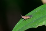 Delphacidae - Urgyops sp - 6 mm - Quezon National Park - 7.5.2019