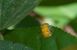 Chrysomelidae - Cassidinae - Aspidomorpha - 10 mm - Talipanan - 16.5.2019