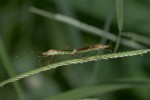 Alydidae - Leptocorisinae - 14 mm - Real - 8.11.2019