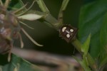 Pentatomidae - Paracritheus trimaculatus - (Lepeltier & Serville, 1828) - 9 mm - Sanctuary Garden - 17.11.2019