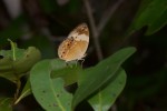 Nymphalidae - Nymphalinae - Cuphas arias arias - Sibuyan - 19.11.2019