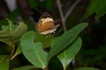 Nymphalidae - Nymphalinae - Cupha arias arias ( C & R Felder, 1867 ) - Sibuyan - 19.11.2019