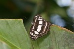 Nymphalidae - Limetidinae - Athyma kata bignayana ? ( Fruhstorfer, 1906 ) - Sibuyan - 26.11.2019