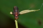 Calliphoridae - Lucillia ? - 8 à 9 mm - Quezon - 7.12.2019